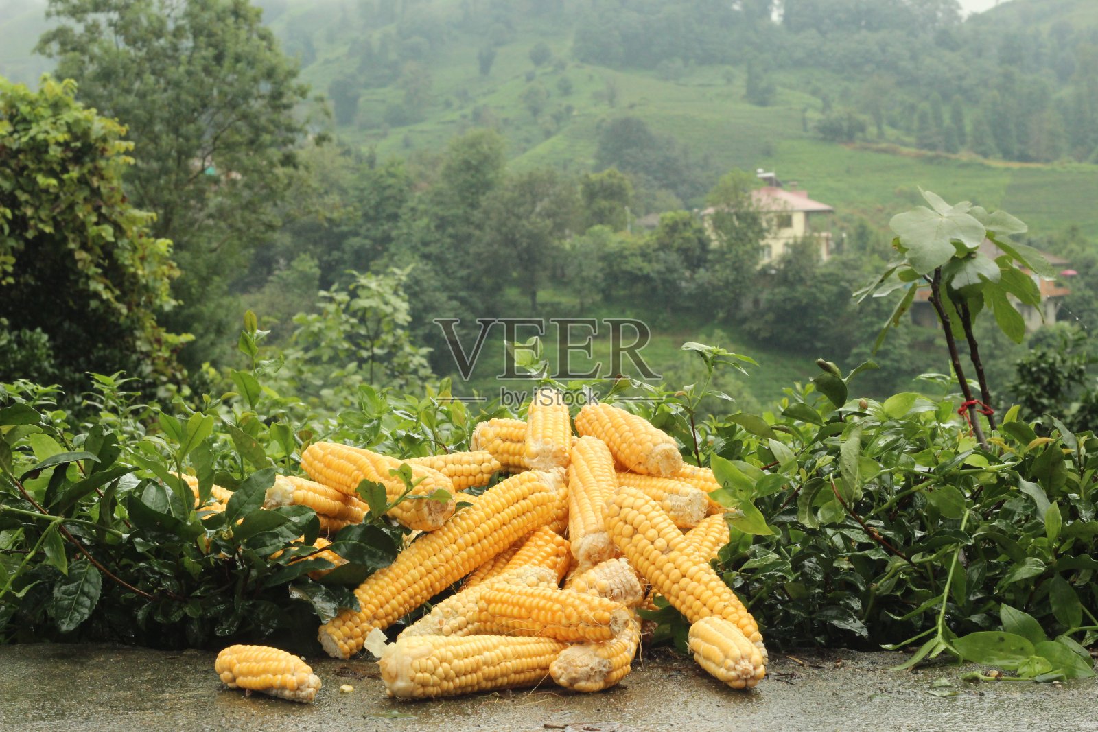 新鲜的黄色玉米在绿色的叶子上照片摄影图片