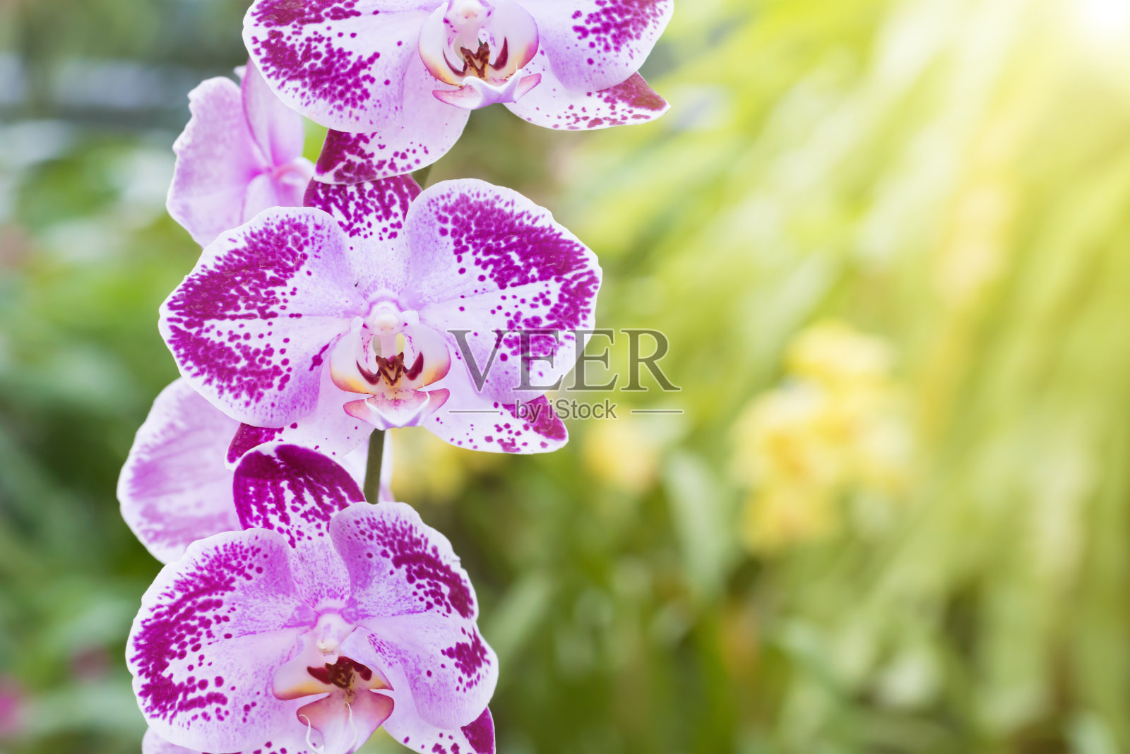 热带森林中的紫色兰花照片摄影图片