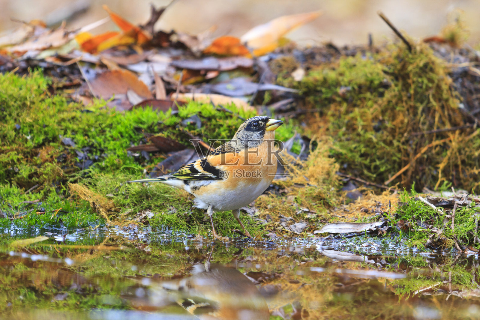 成年的黑莓在秋天的水坑照片摄影图片