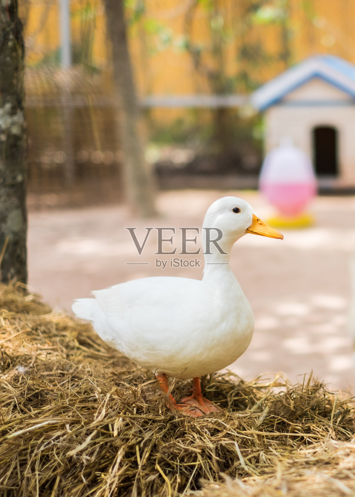 干草鸭照片摄影图片