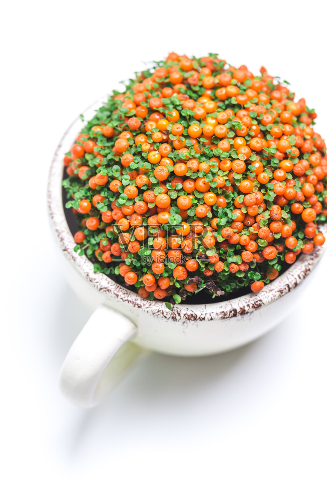 微型多汁植物照片摄影图片