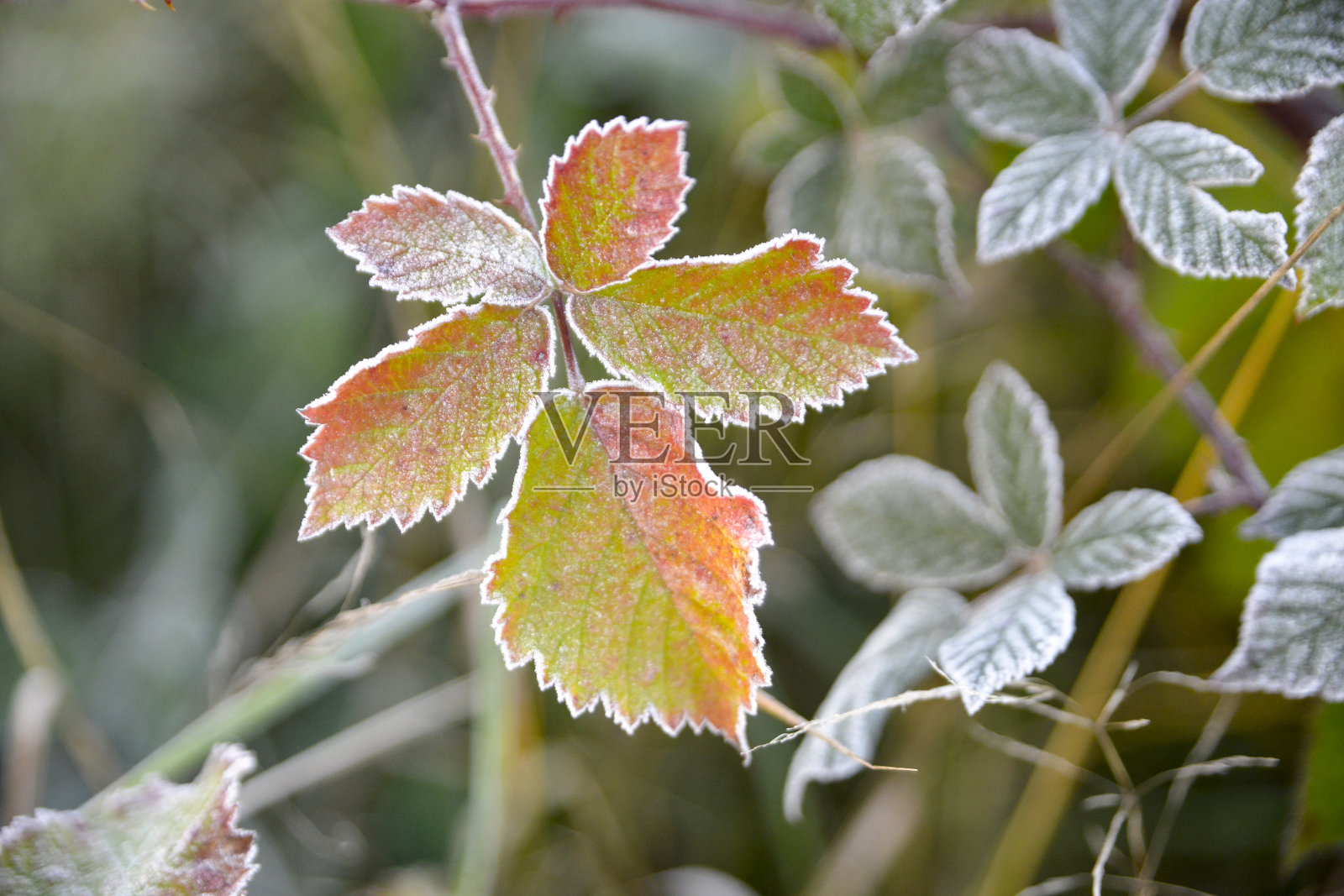 11月的早晨，一株植物上结了第一层霜照片摄影图片