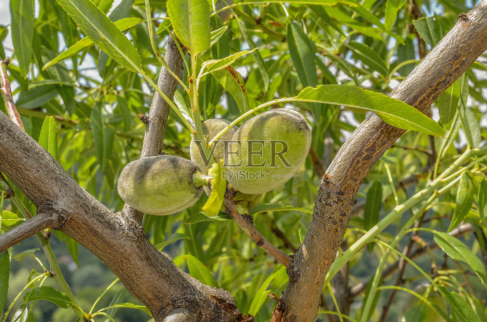 有机桃(桃李)照片摄影图片