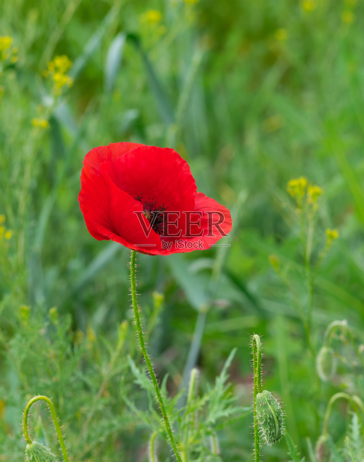 孤独的红罂粟照片摄影图片