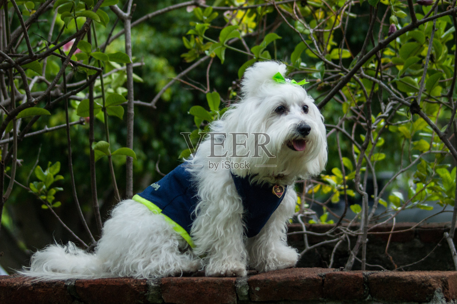 吐着舌头的小狗照片摄影图片