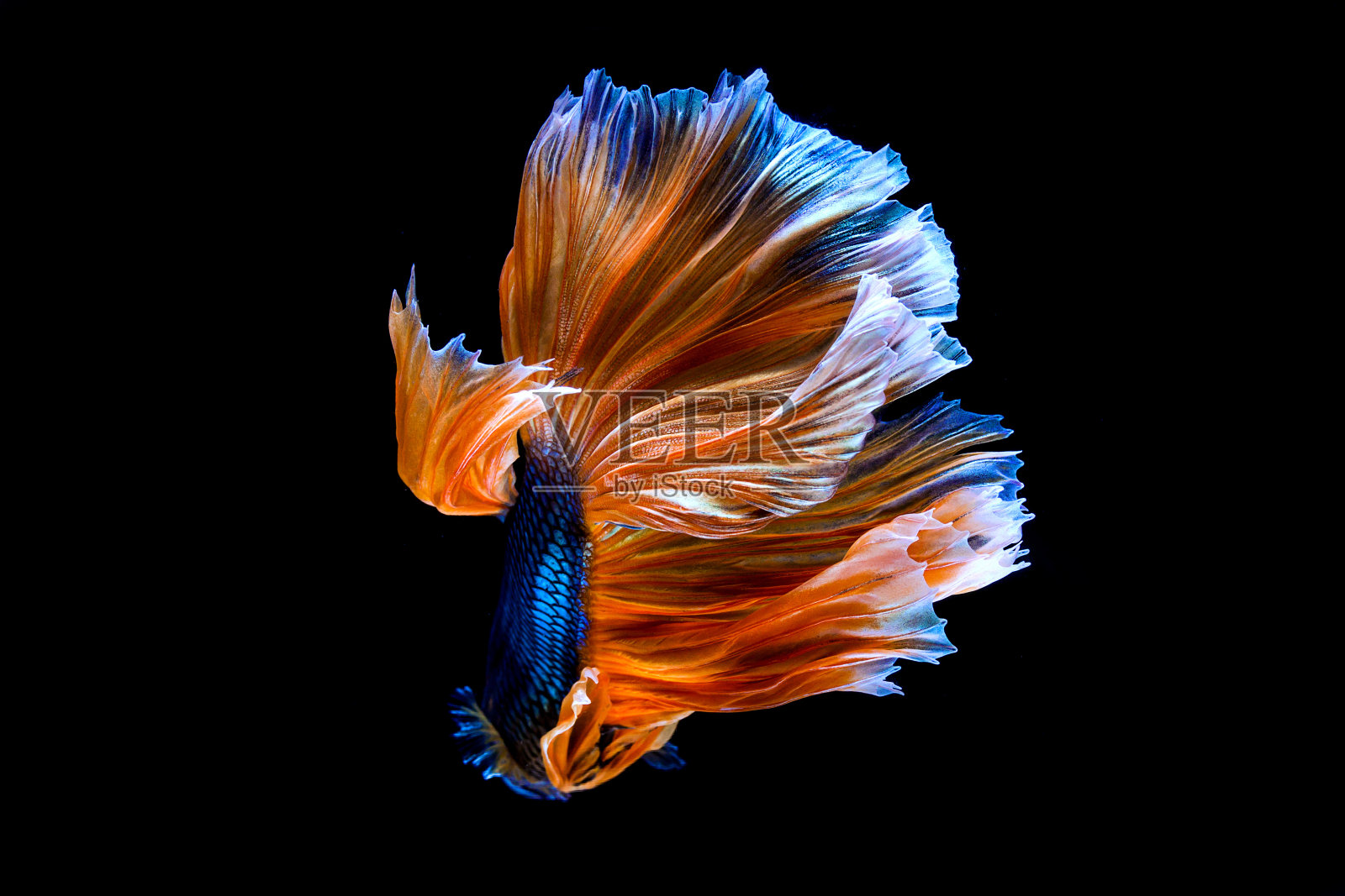 战斗鱼孤立在黑色背景。搏鱼鱼照片摄影图片