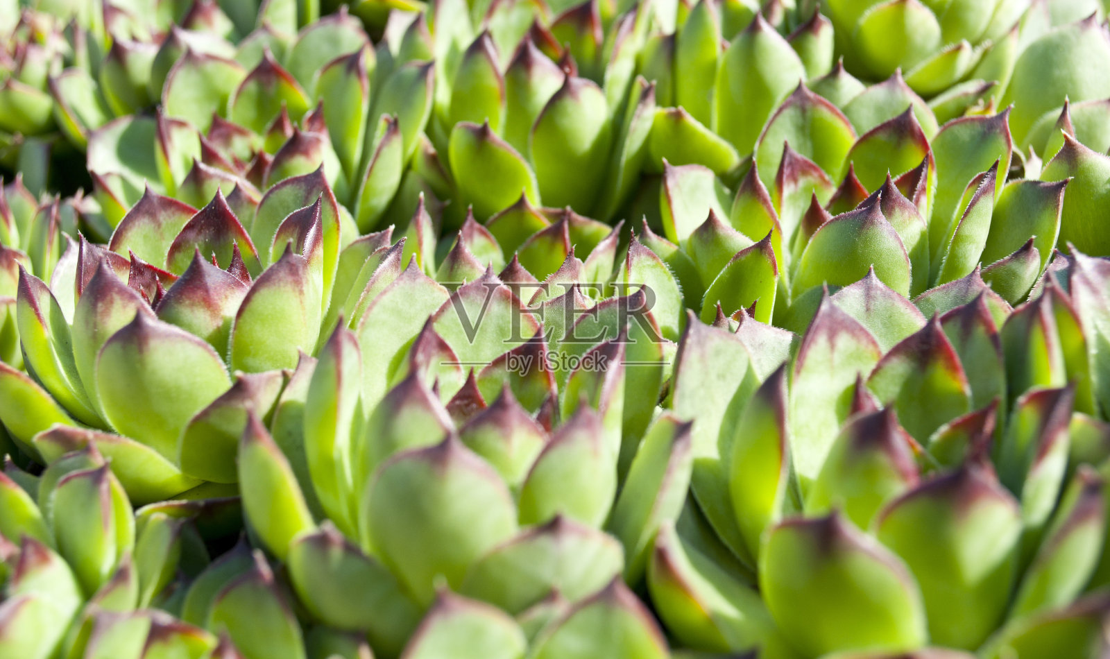 豪斯利克或semprevivum微距拍摄照片摄影图片