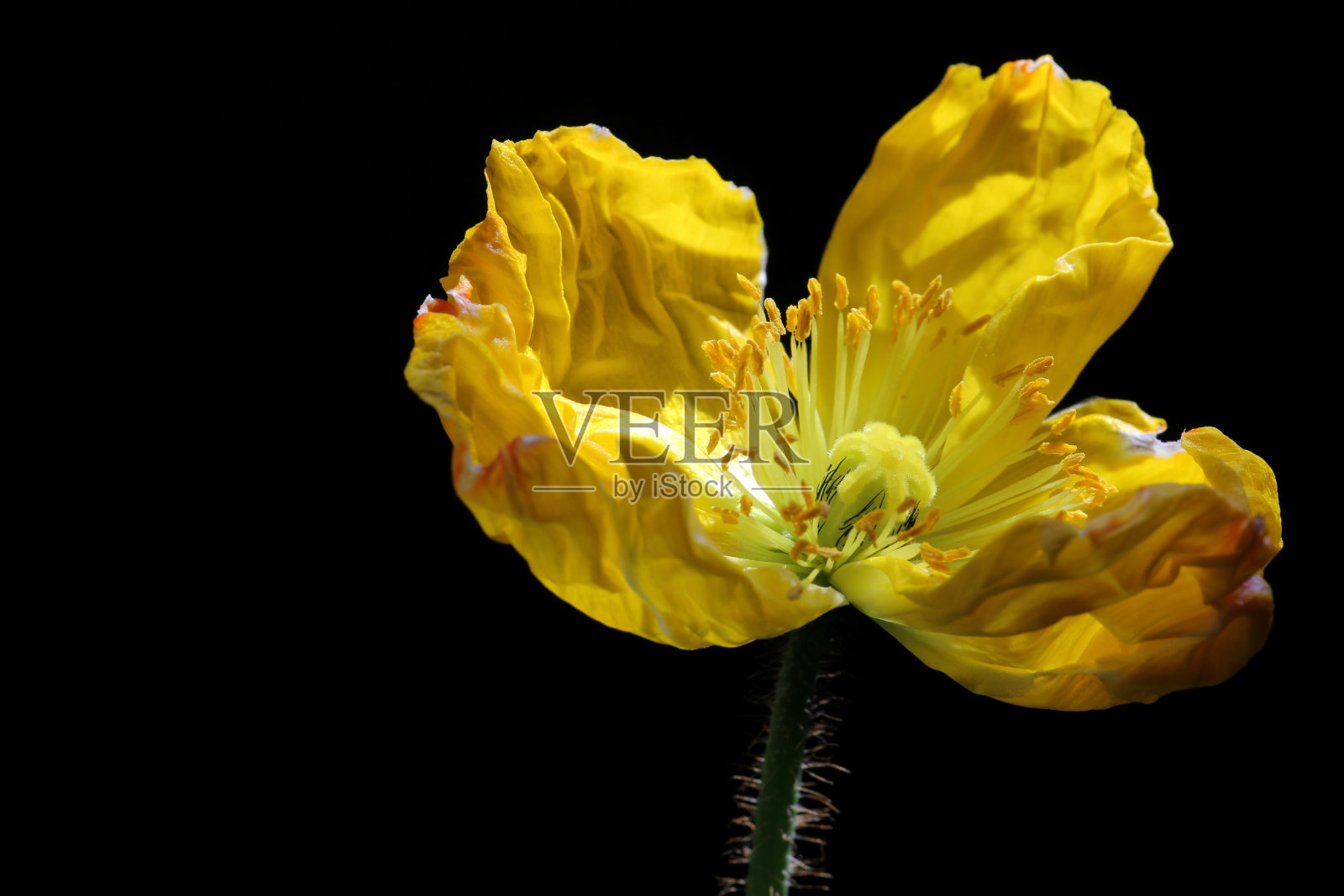 黄色的罂粟花开在黑色上照片摄影图片