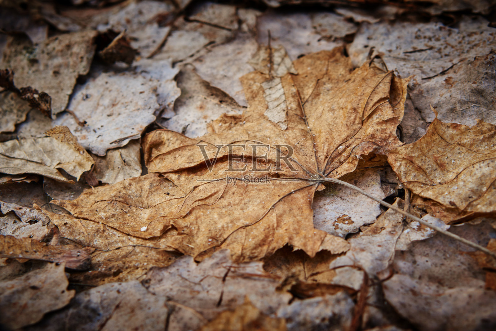 枯叶照片摄影图片