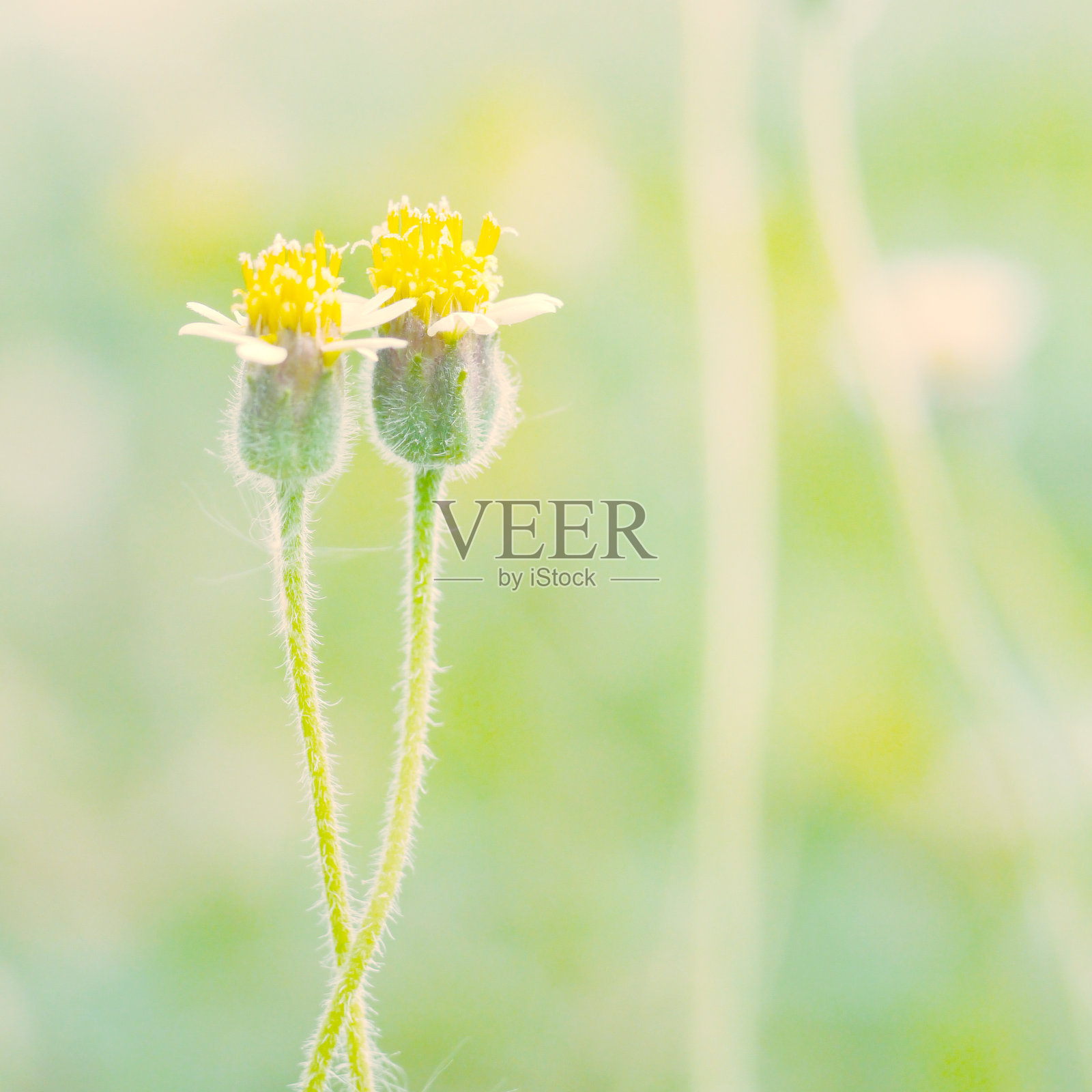 花园里的花与复古滤镜效果照片摄影图片