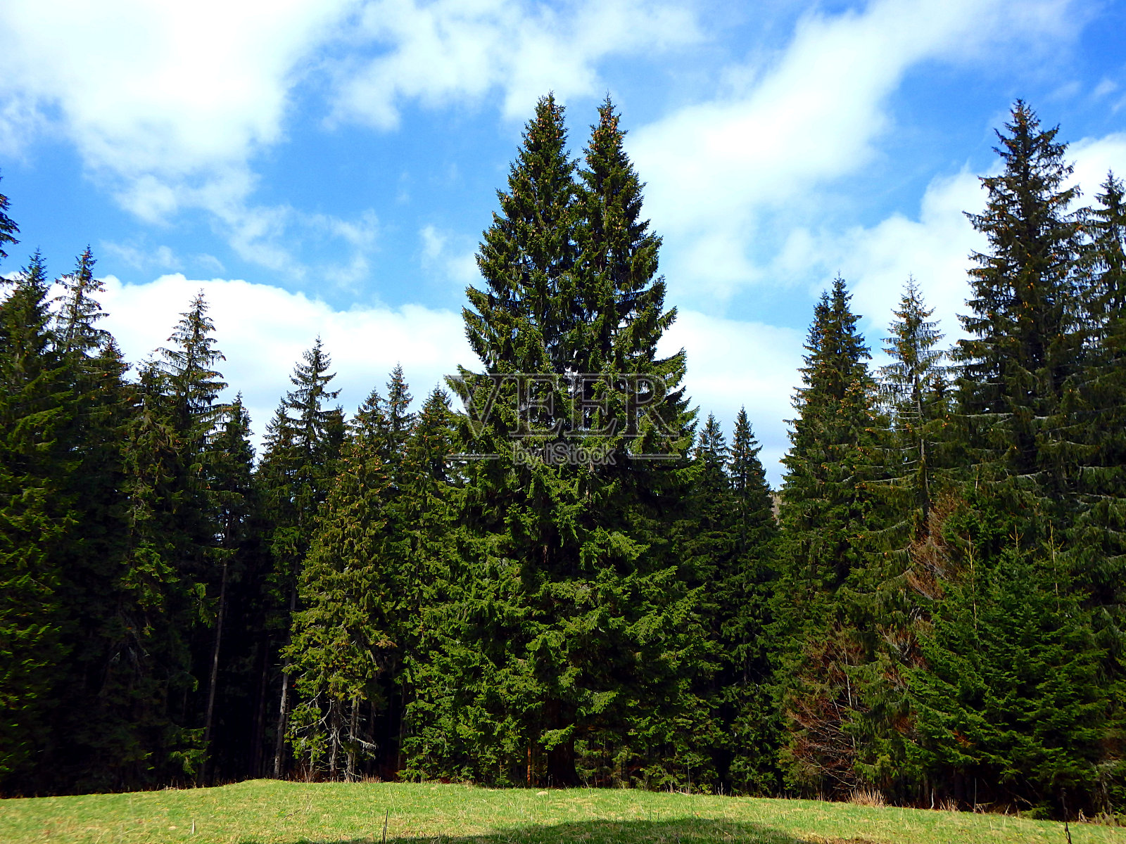 梳理在空地照片摄影图片