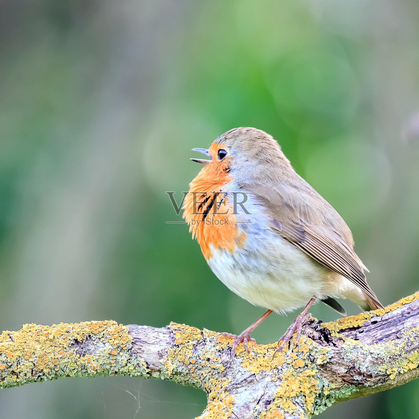 罗宾鸟唱歌照片摄影图片