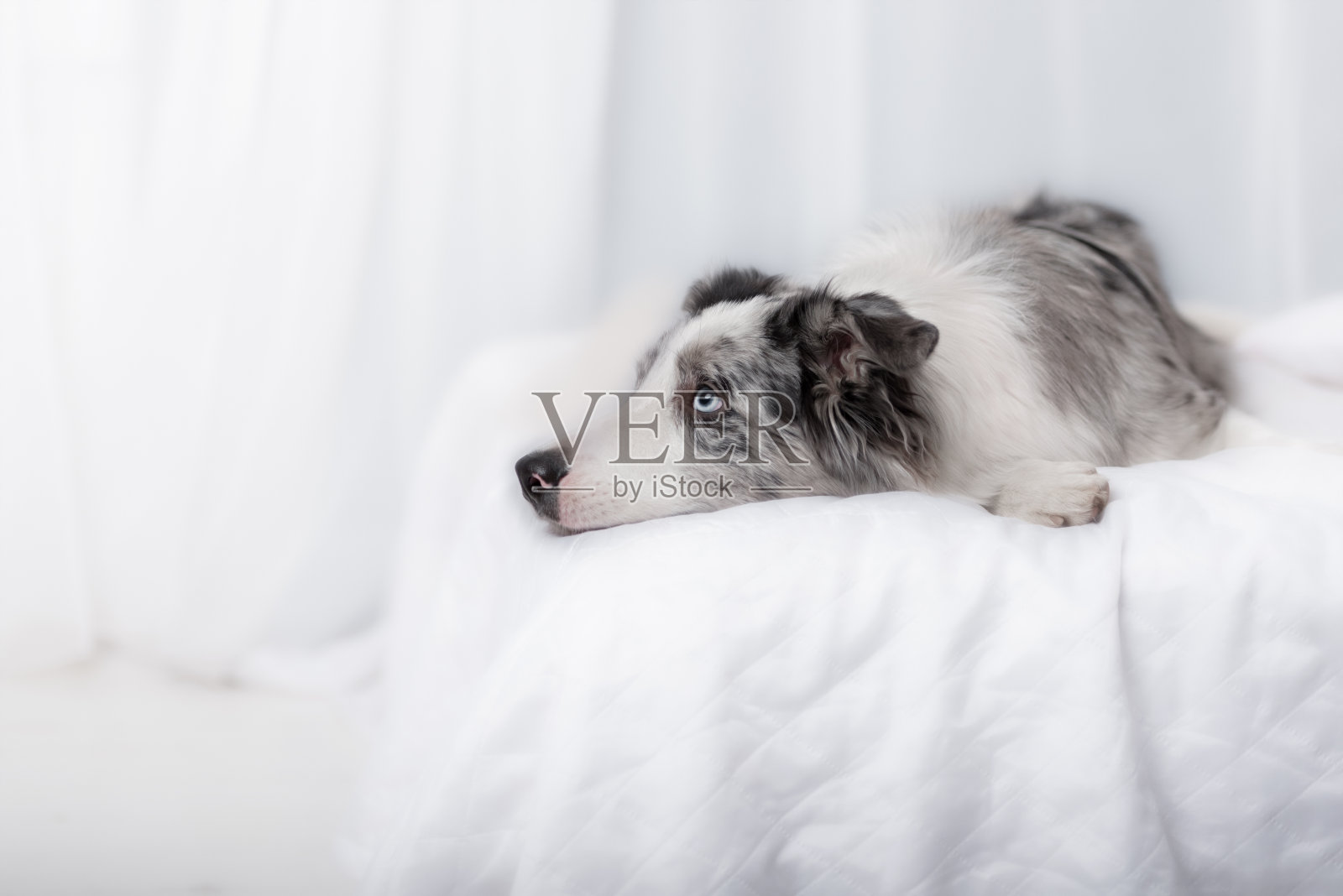 边境牧羊犬的狗照片摄影图片