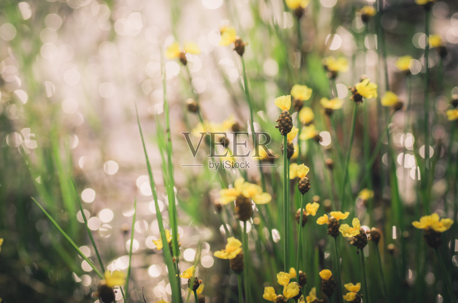 木槿花黄花陈酿照片摄影图片