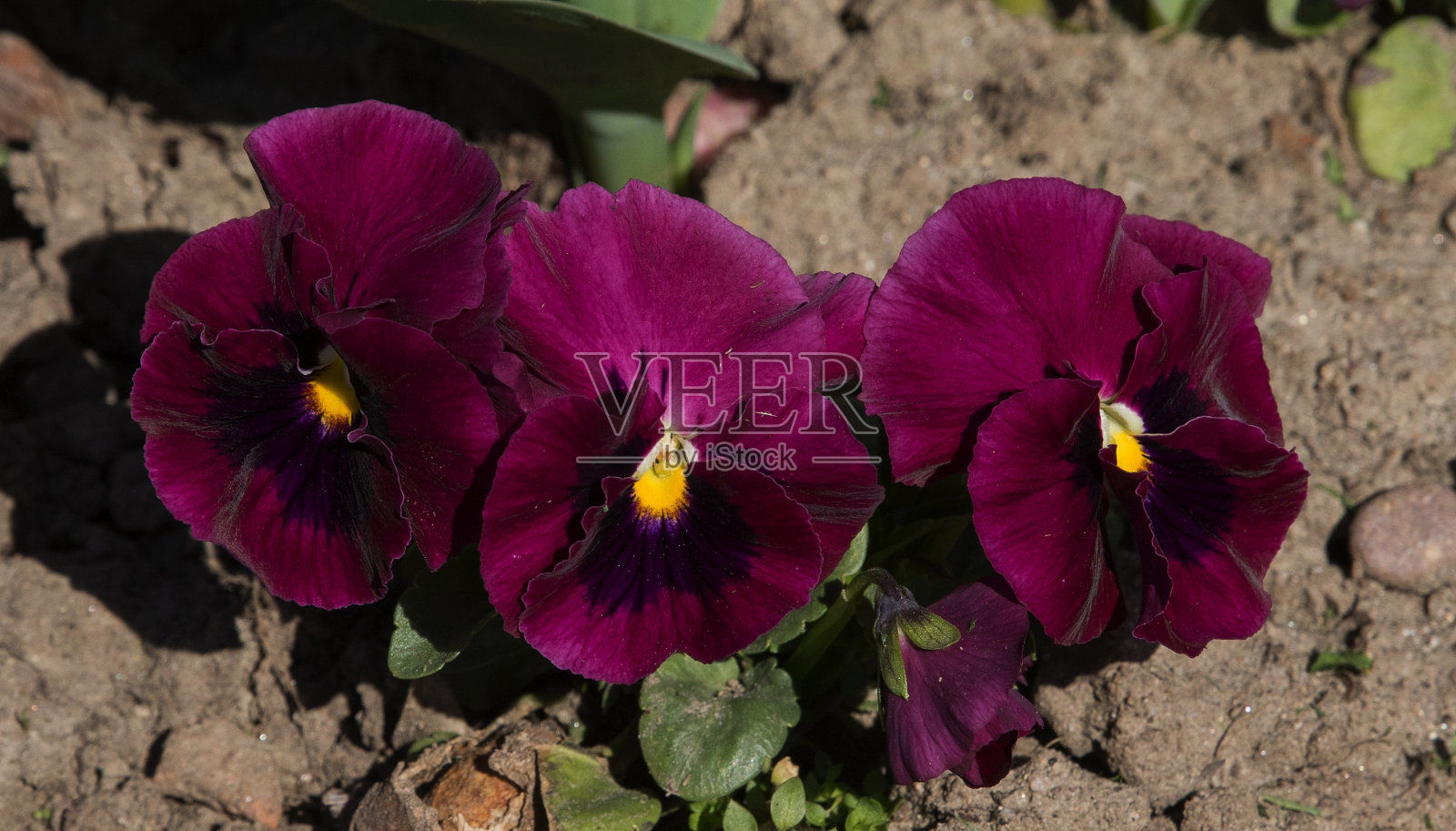 春天开花照片摄影图片