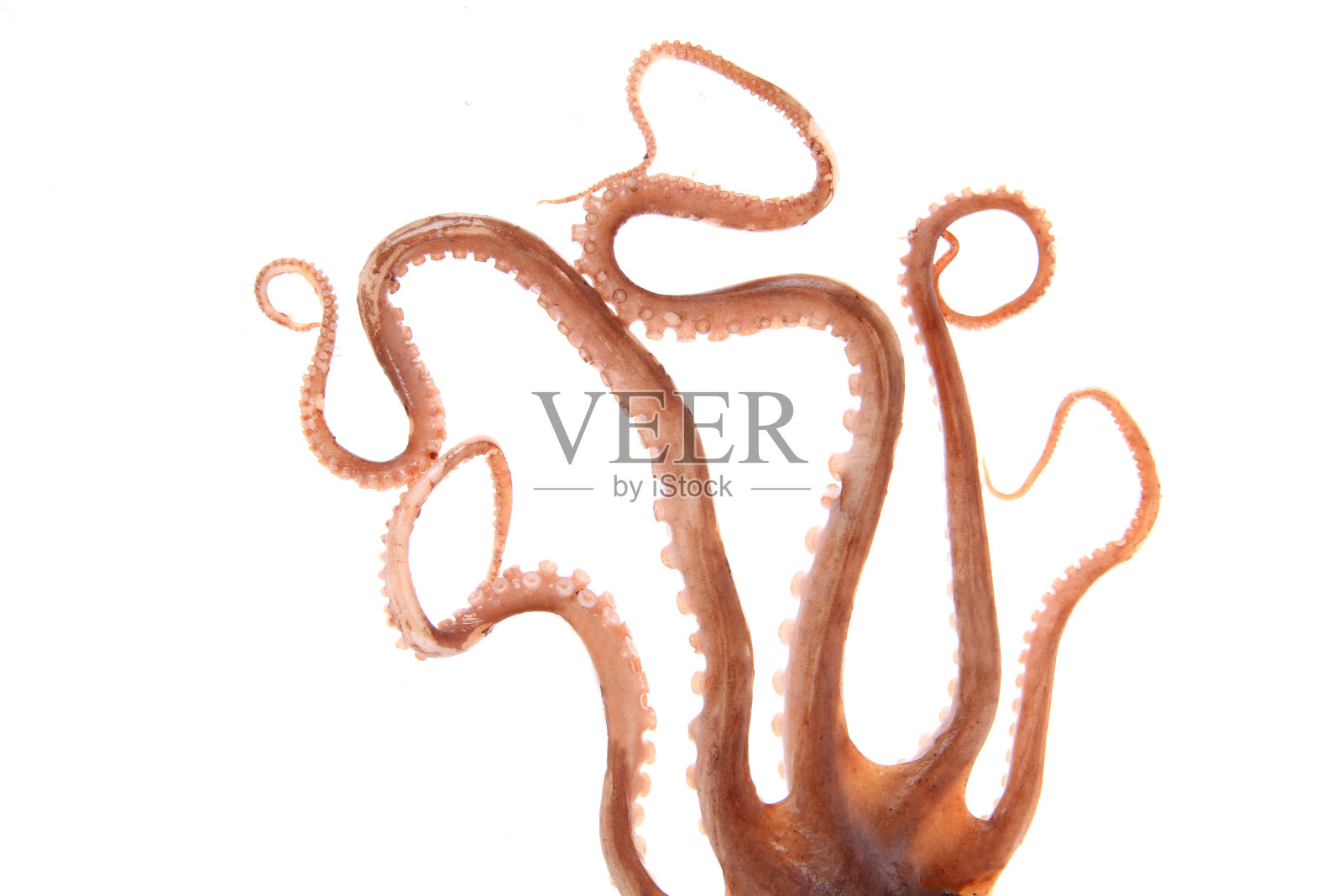 章鱼的触手照片摄影图片