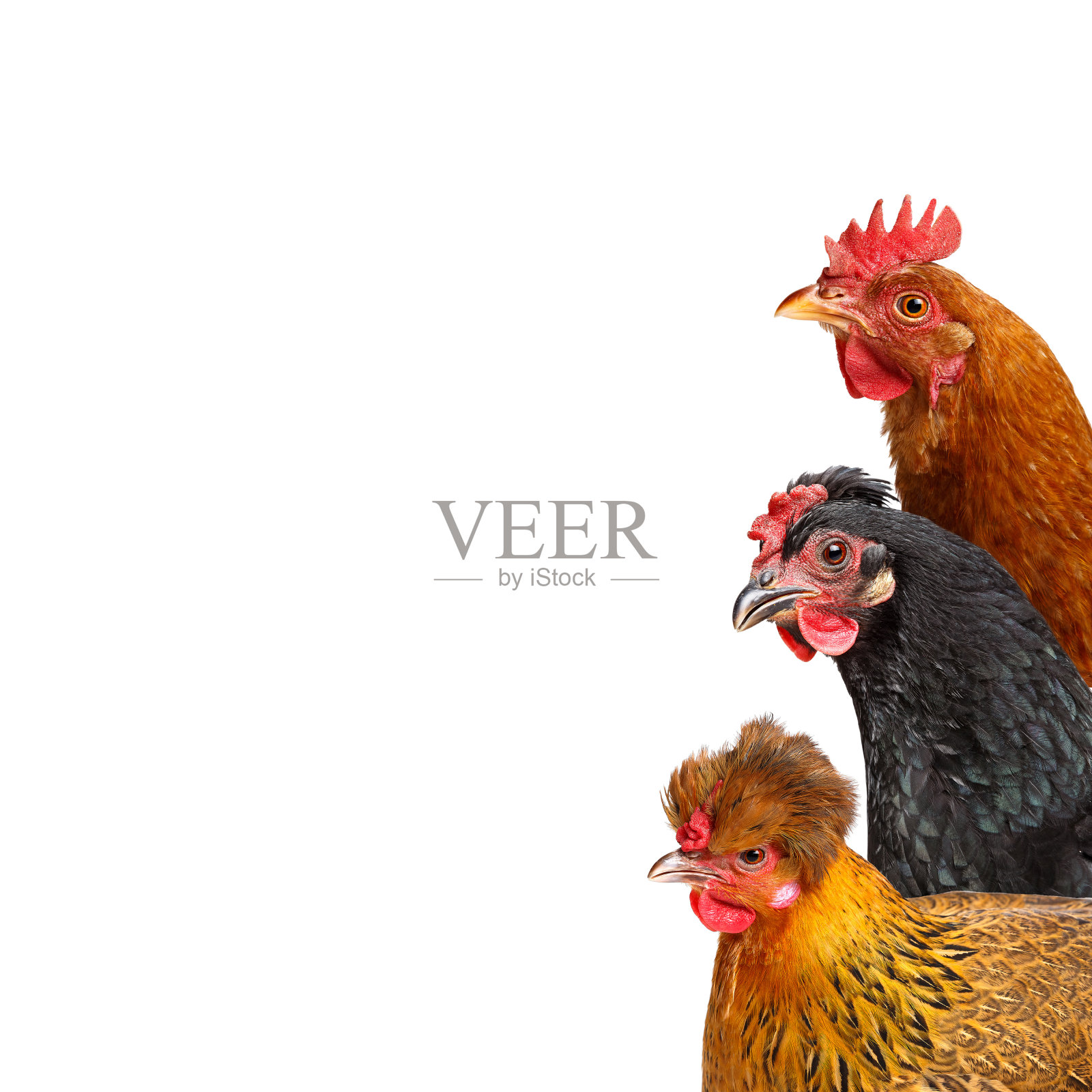 3只鸡照片摄影图片