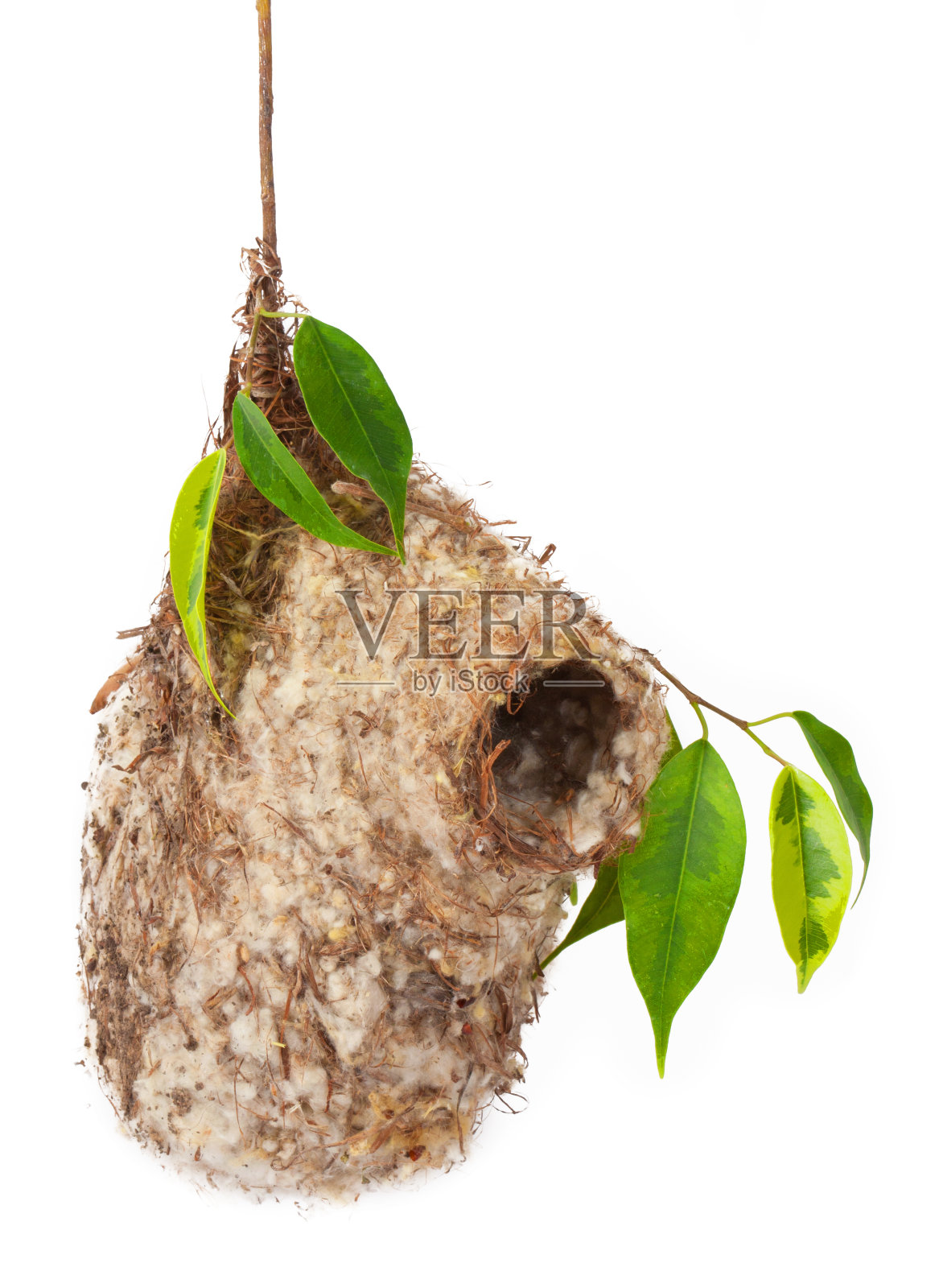 巢照片摄影图片