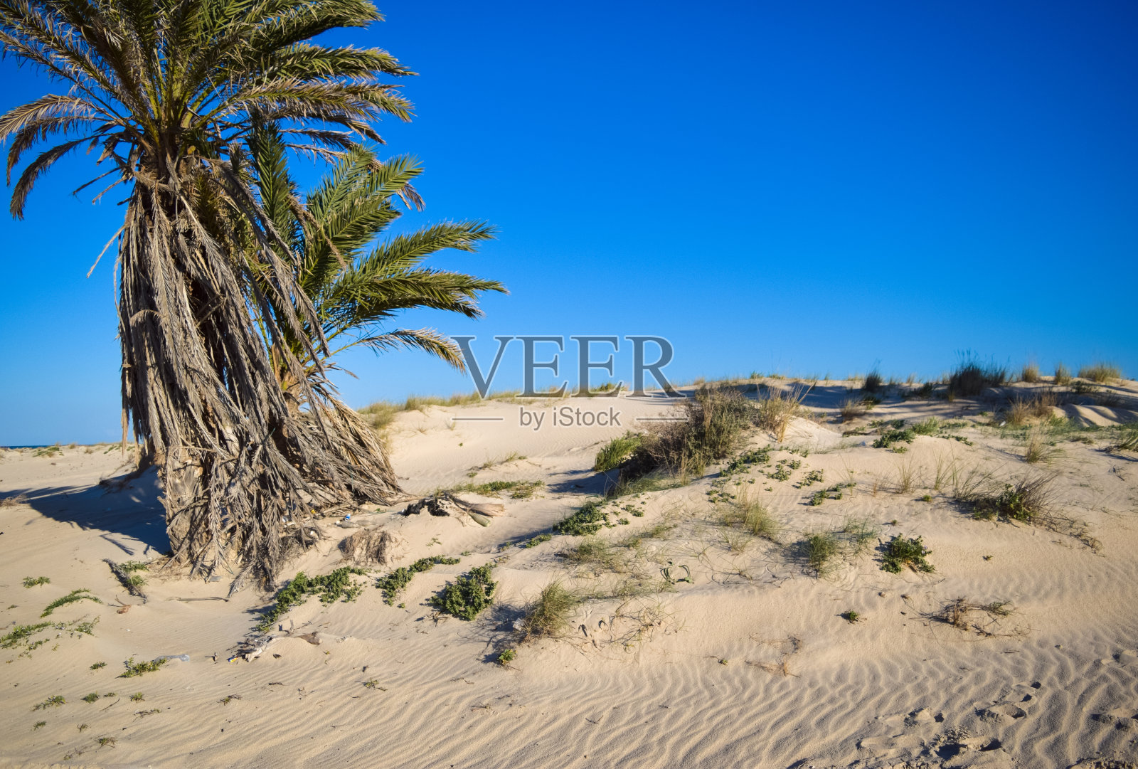 突尼斯的野性。北非地中海沿岸照片摄影图片