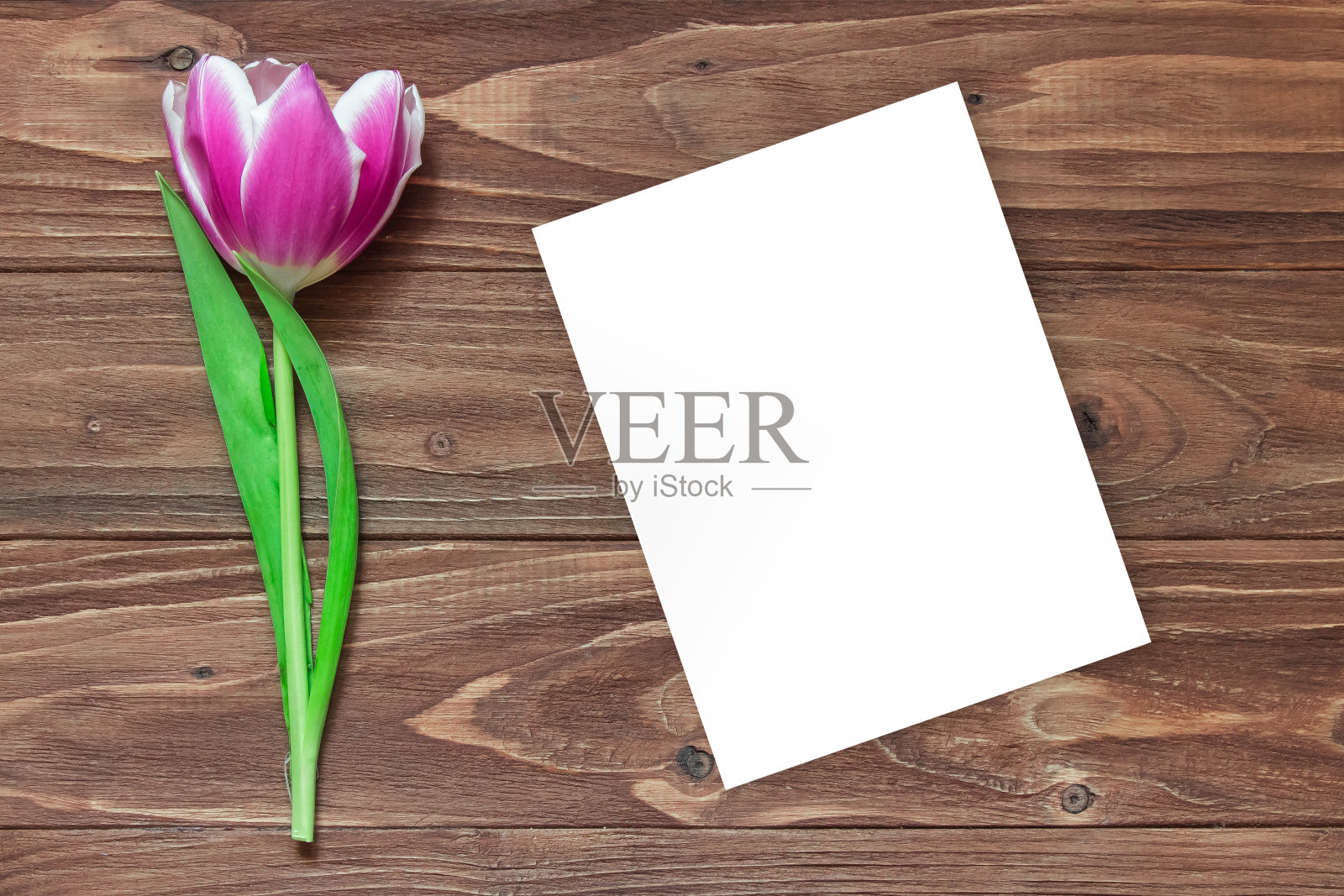 一朵郁金香，一张白纸，木质背景照片摄影图片