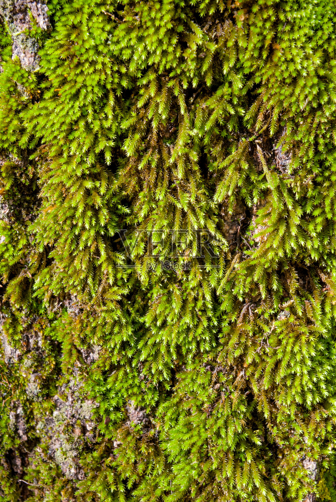 苔藓在树照片摄影图片