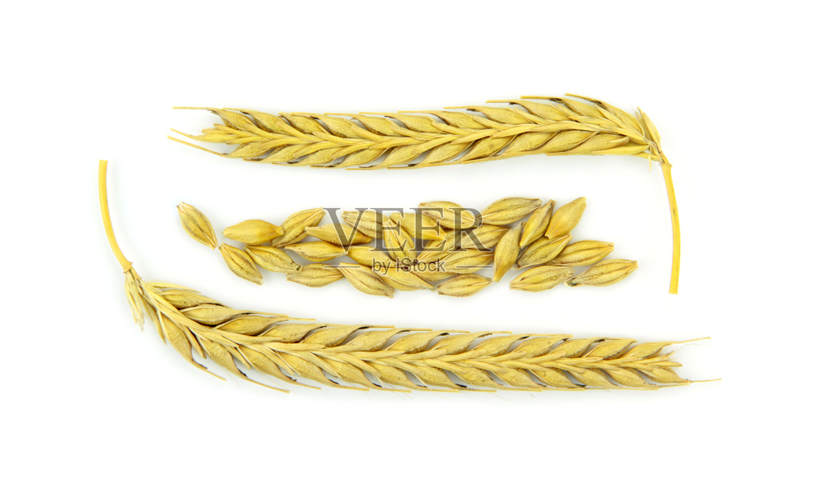 麦穗和谷粒照片摄影图片