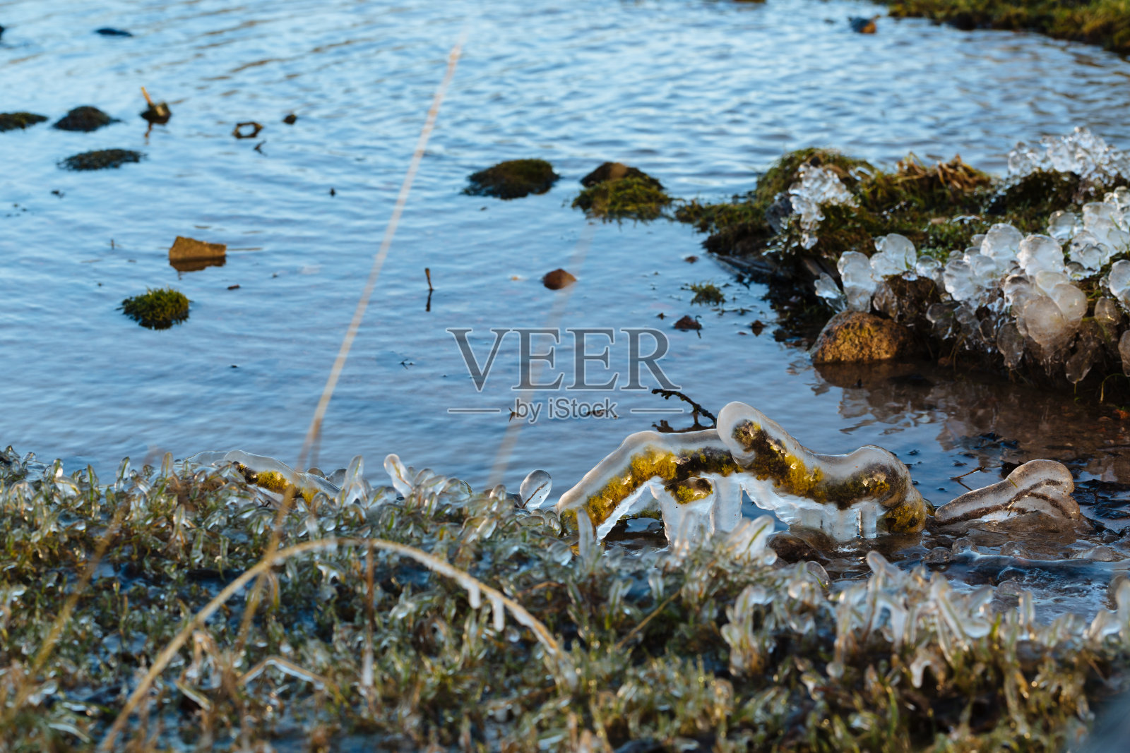 河边结了冰的草照片摄影图片