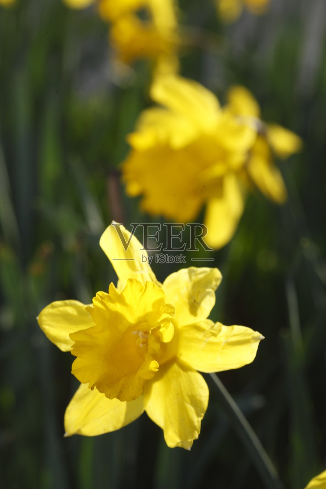 纳齐森布莱特（纳西苏斯·伪纳西塞斯）照片摄影图片