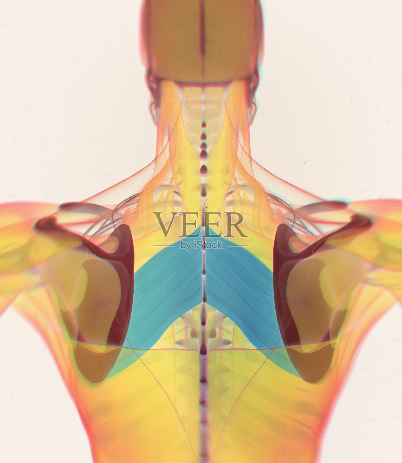 解剖学的肌肉的身体。菱形的专业。人体x光扫描。3 d演示。照片摄影图片