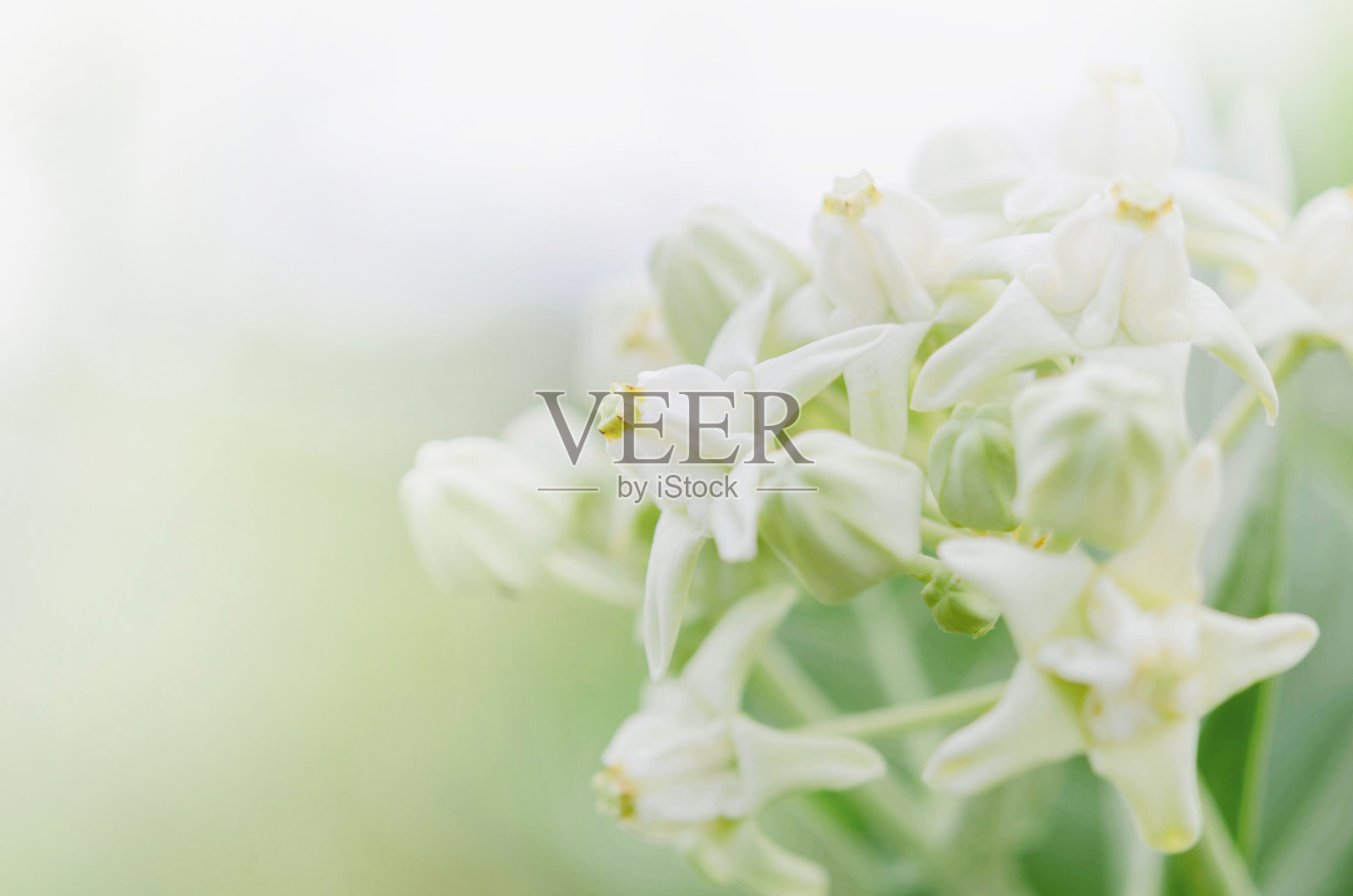 白色的花在绿色的背景在季节春天照片摄影图片