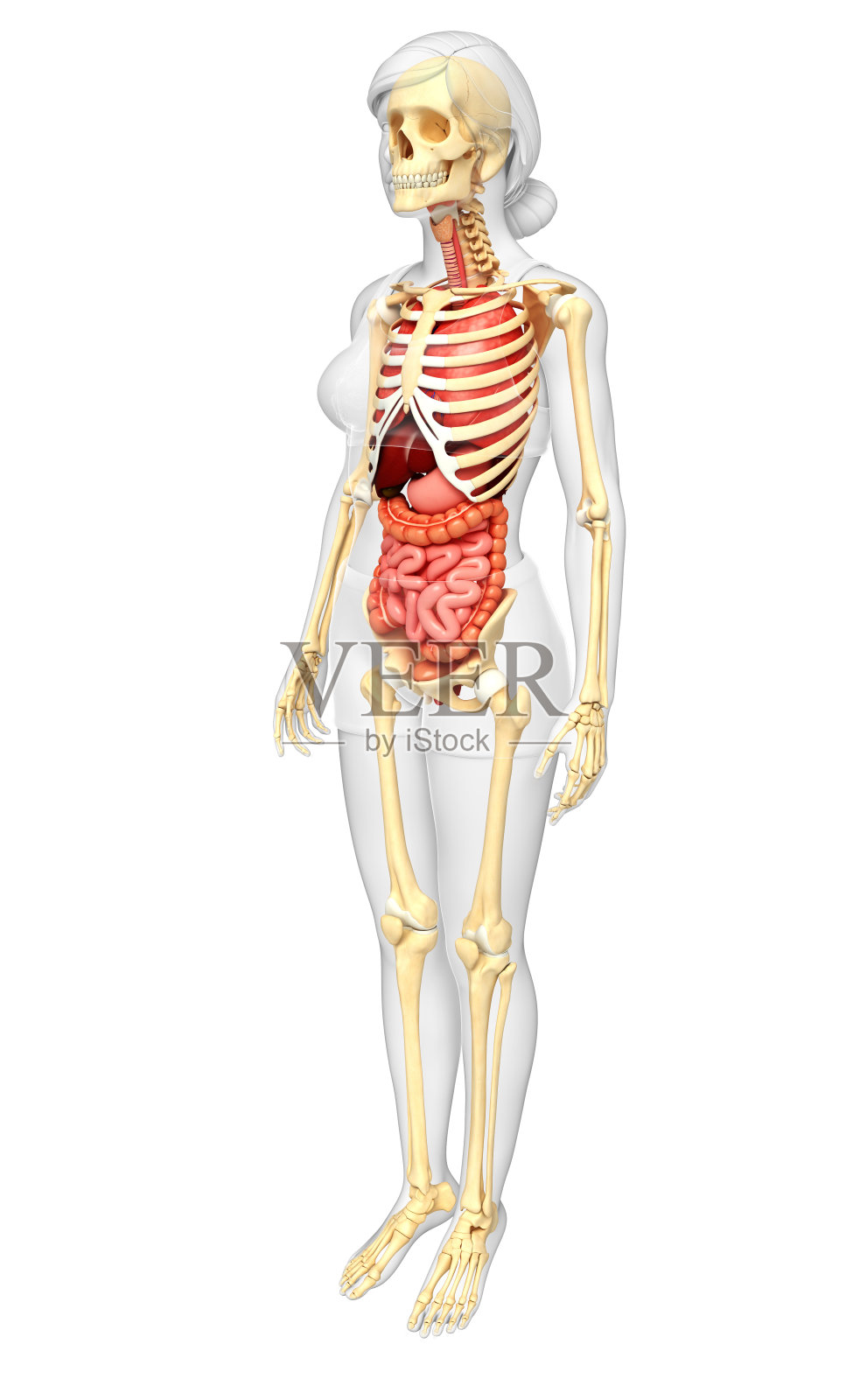 女性骨骼和消化系统照片摄影图片