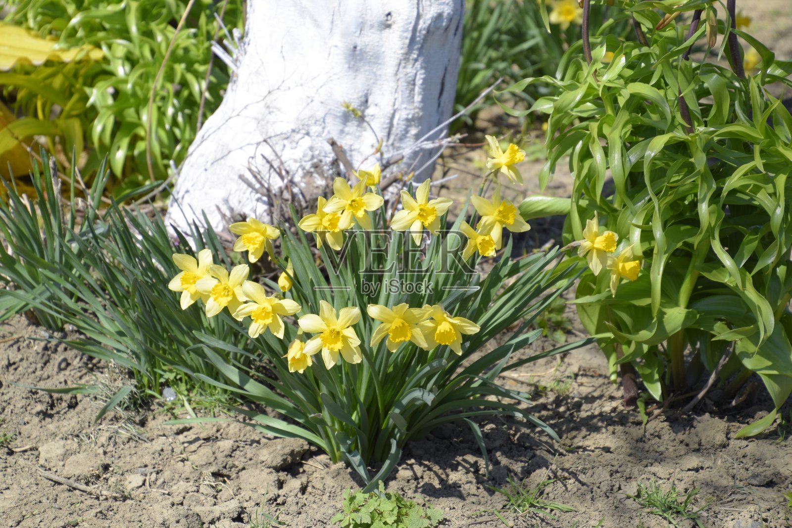 春季花坛中有开花的球茎植物。花淡黄色照片摄影图片