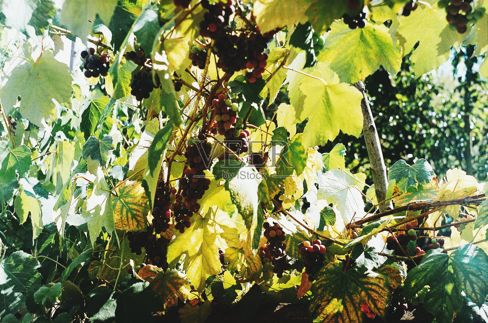 葡萄园照片摄影图片