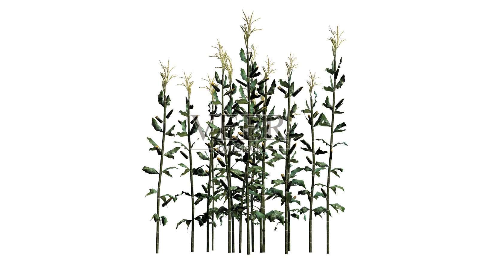 白色背景上分开的玉米秆插画图片素材