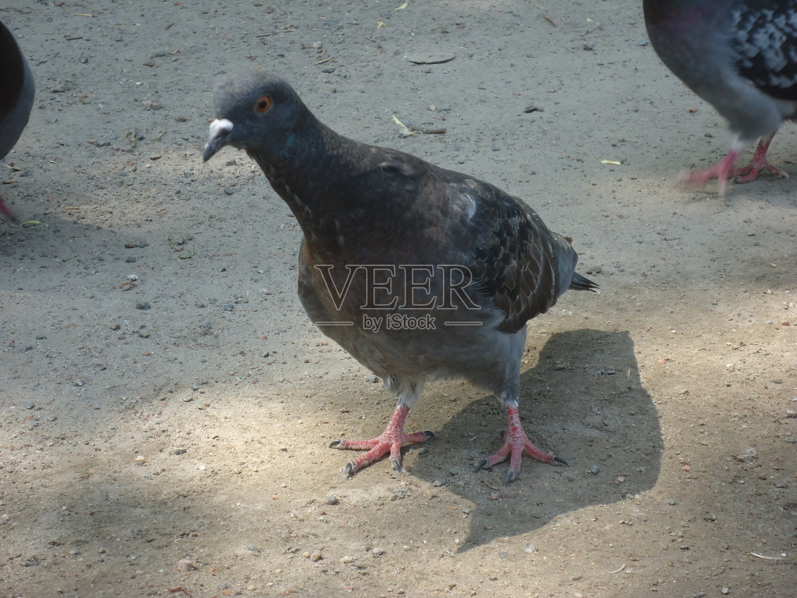 鸽子照片摄影图片