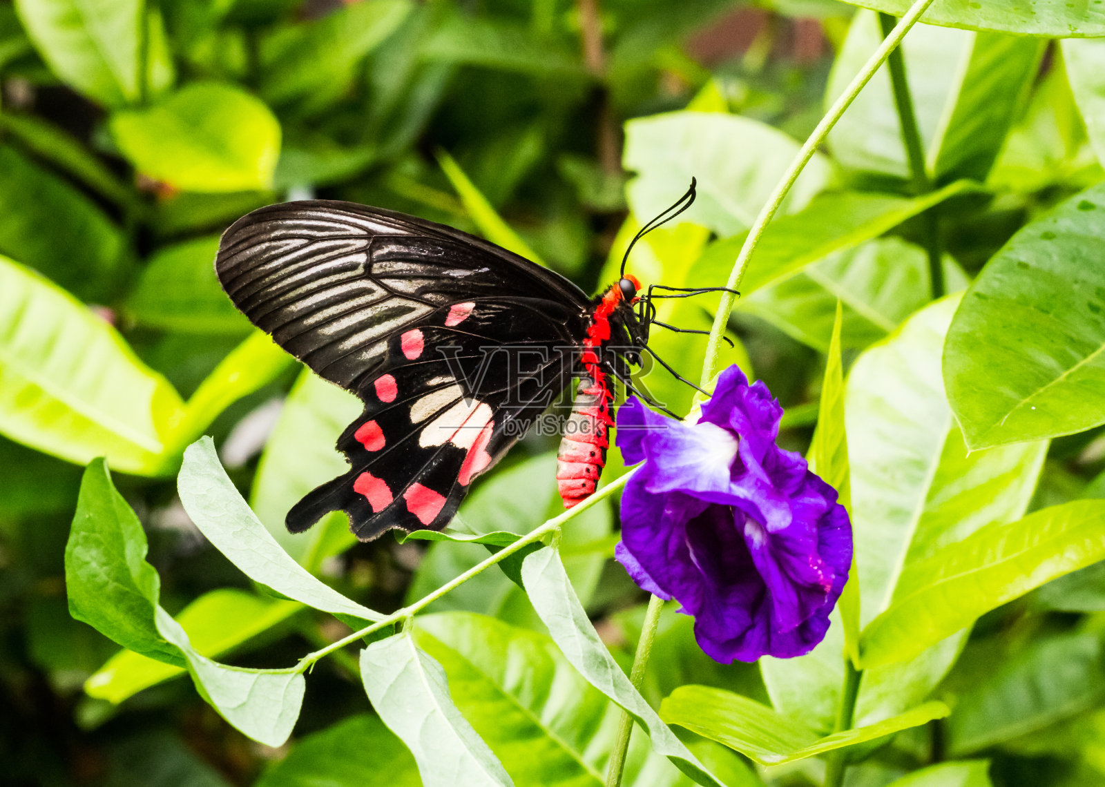 蝴蝶照片摄影图片