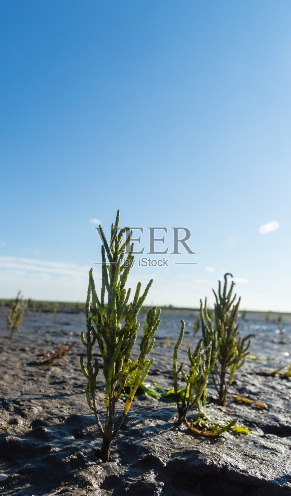 蓬子欧洲公司照片摄影图片