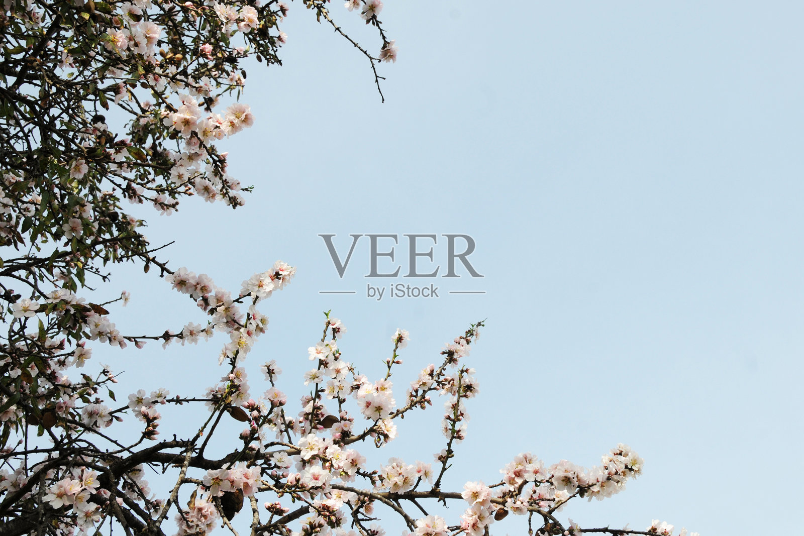 春天的概念。杏仁花。西班牙。照片摄影图片