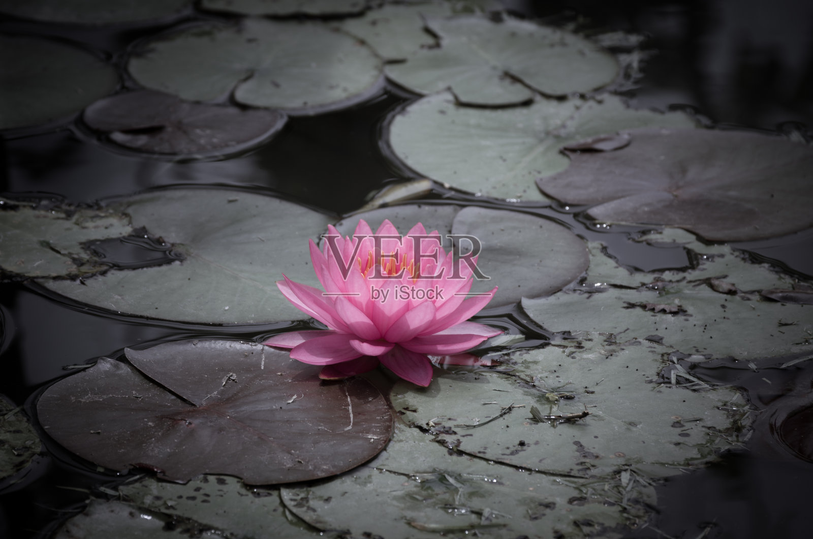 漂亮的粉红色的莲花照片摄影图片