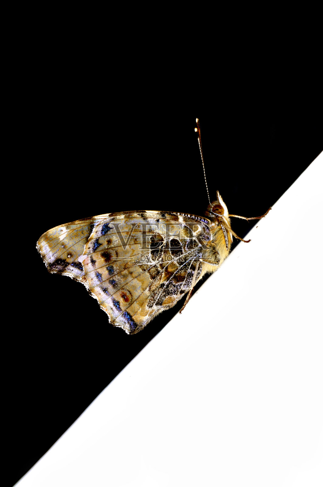 美丽的蝴蝶在黑白背景之间照片摄影图片