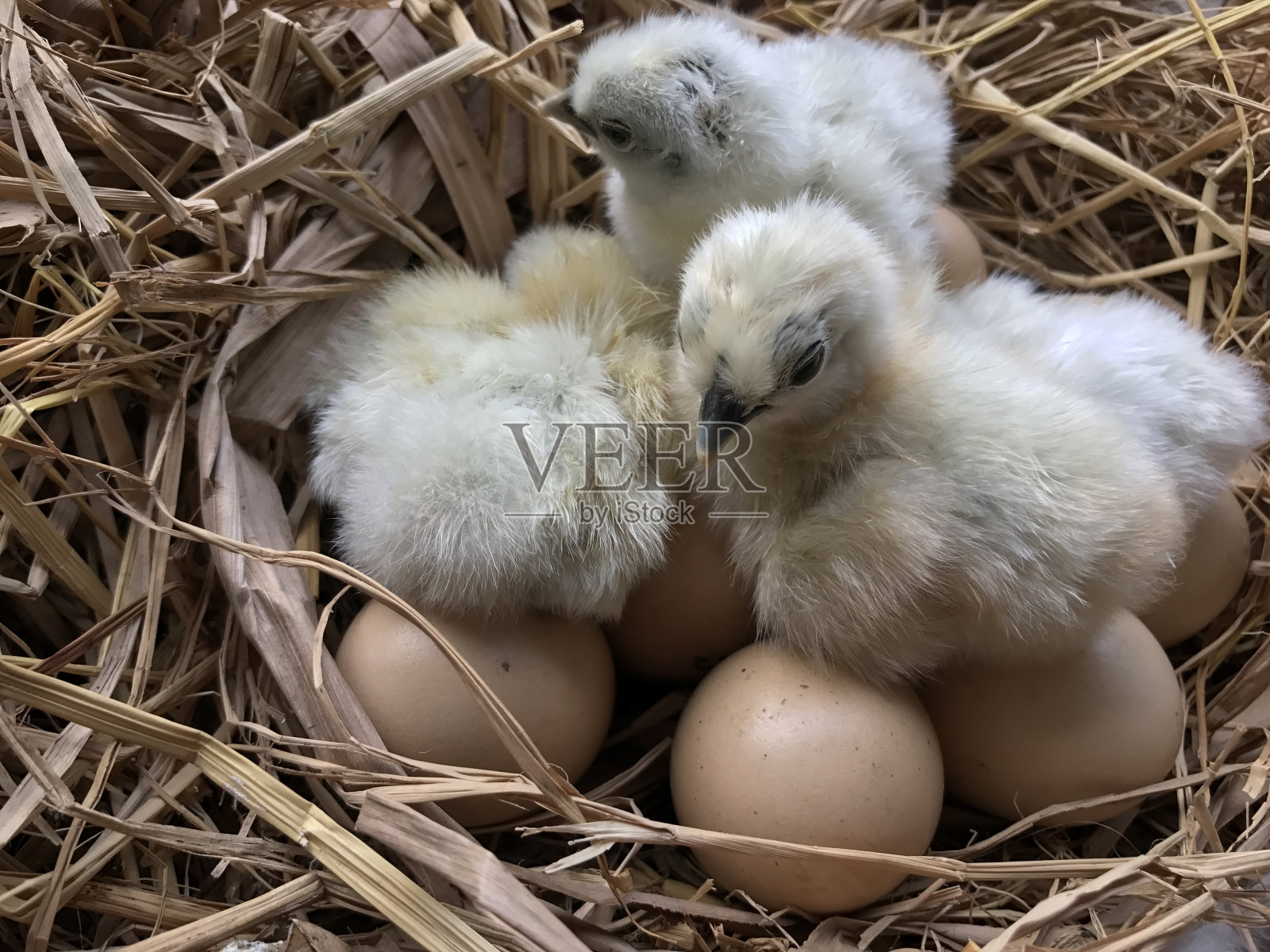 婴儿鸡照片摄影图片