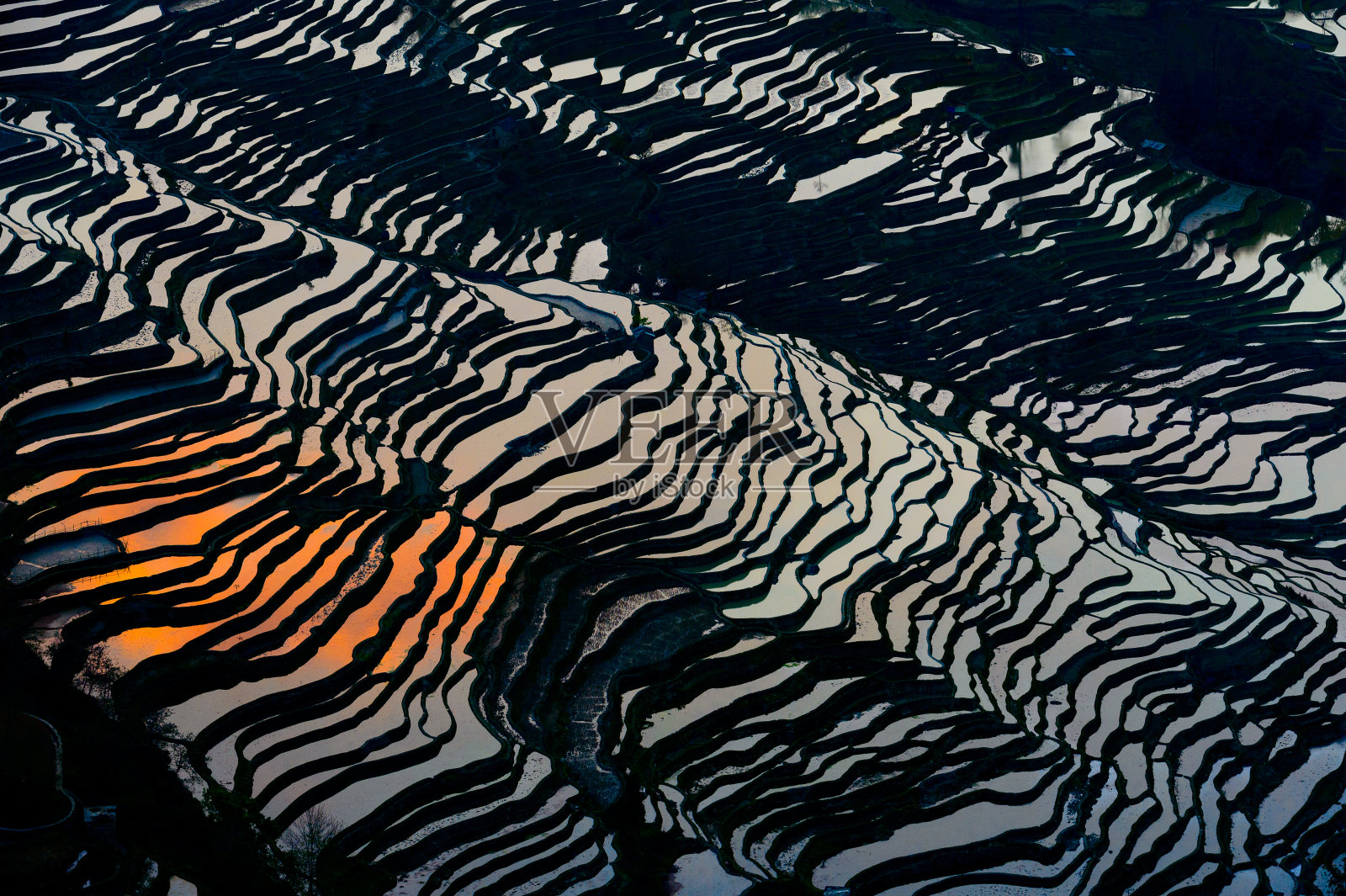 中国原阳水季的稻田照片摄影图片