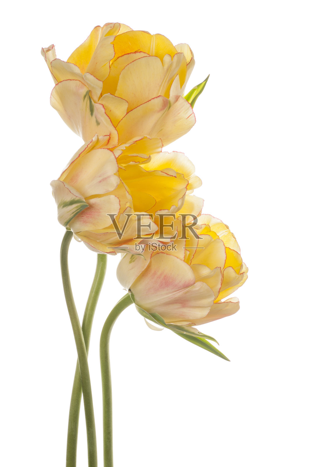 郁金香照片摄影图片