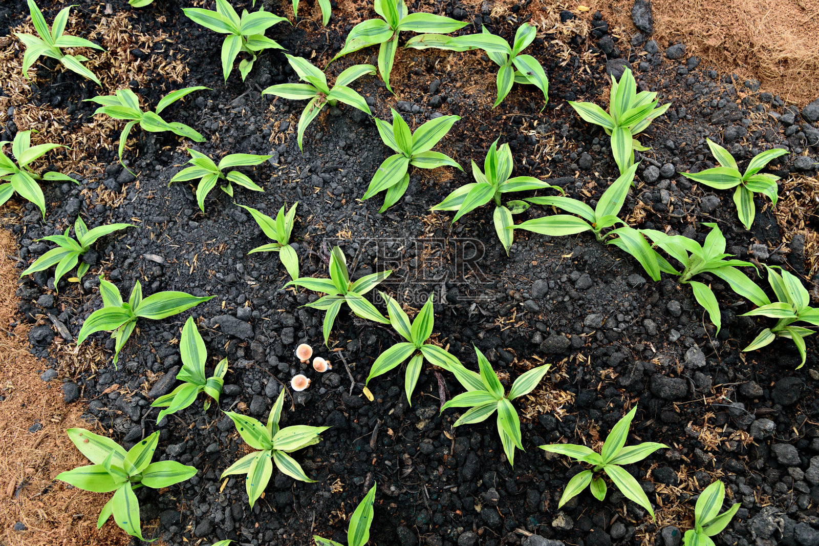 小植物从土壤中生长出来的俯视图照片摄影图片