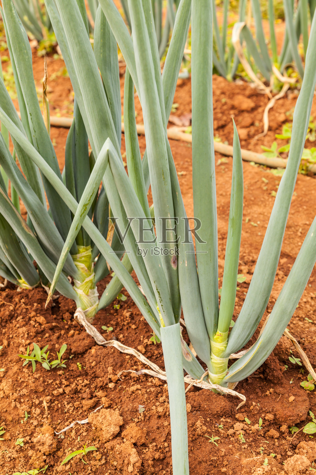 行绿洋葱照片摄影图片