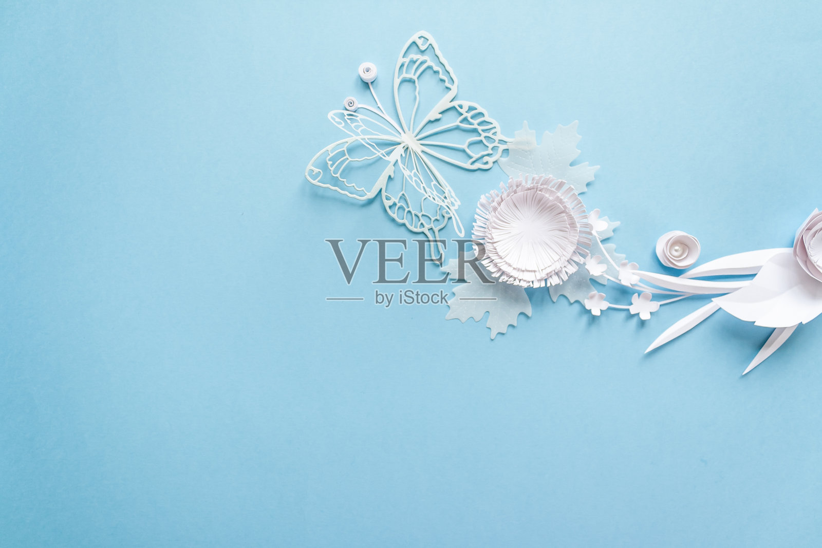 框架与白纸花照片摄影图片