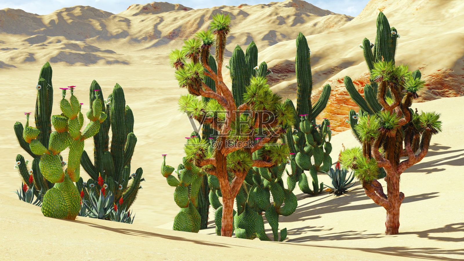 约书亚树照片摄影图片