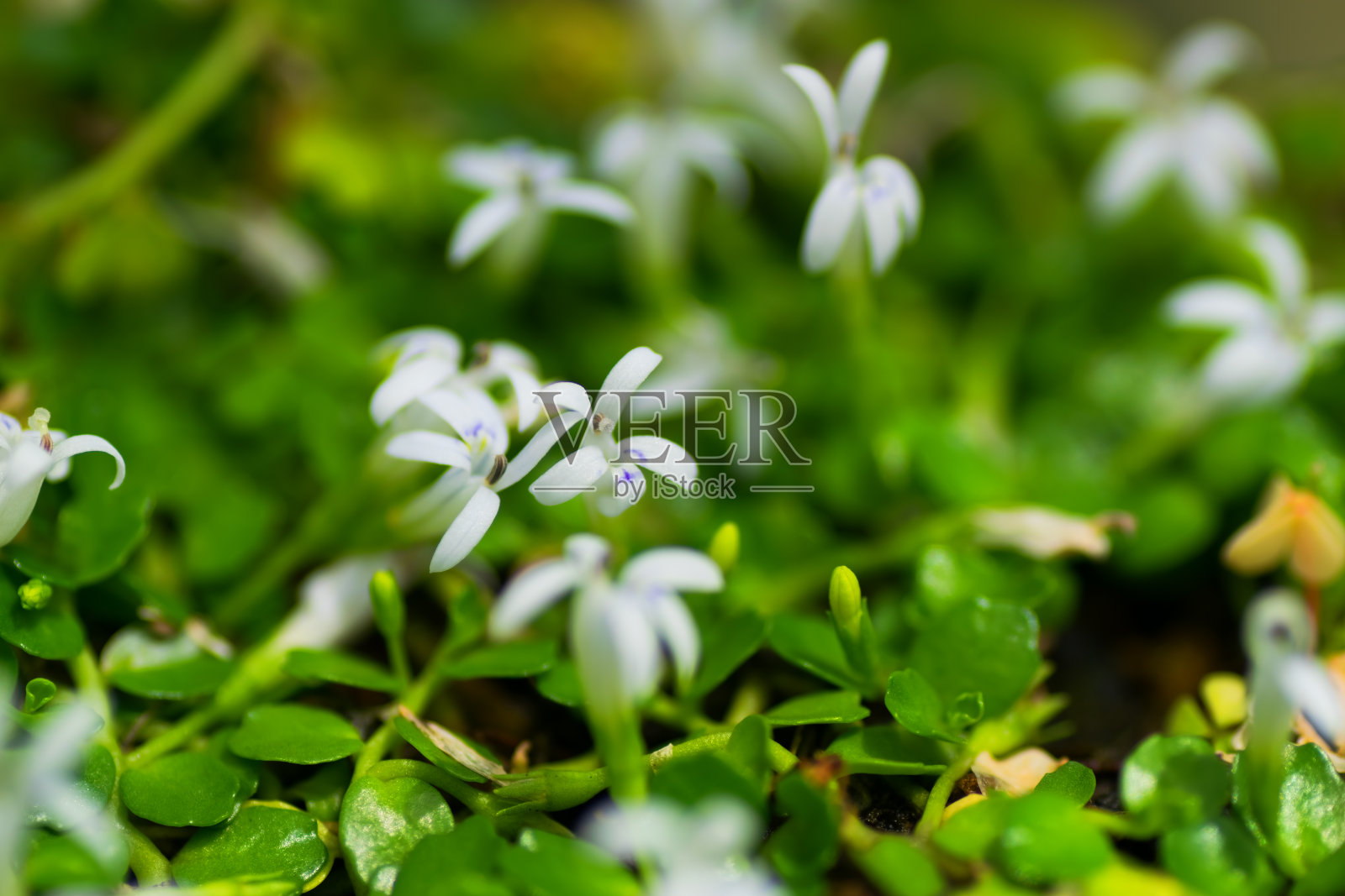 琉球半边莲，桔科，琉球，濒危IB类(EN)照片摄影图片