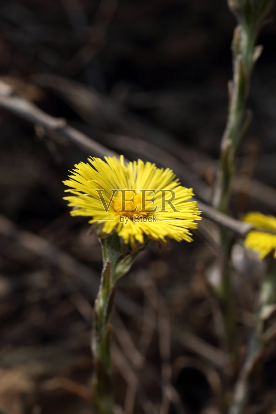 远东雪花莲品种照片摄影图片
