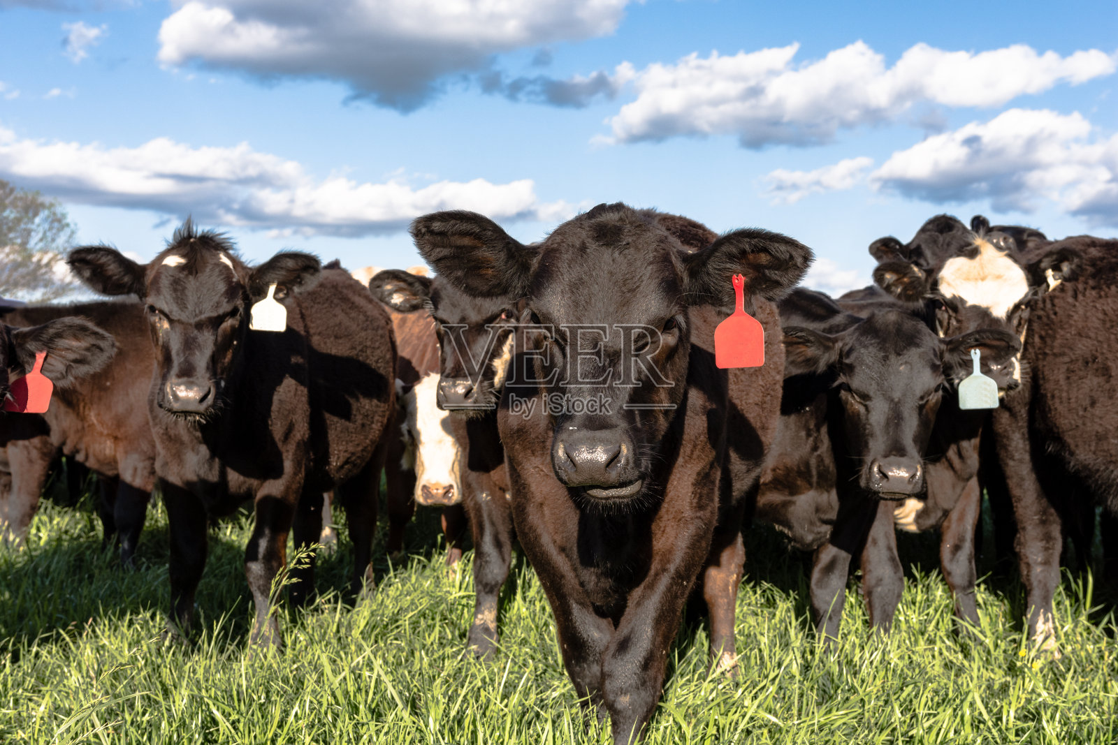 黑色商业安格斯杂交小母牛照片摄影图片